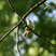 Acadian Flycatcher