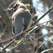 Waxwings