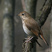 Hermit Thrush