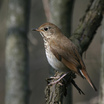 Hermit Thrush