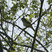 Bell's Vireo