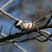 Black-capped Chickadee