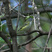 Blue-headed Vireo