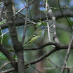 Blue-headed Vireo