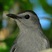 Gray Catbird