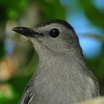 Gray Catbird