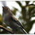 Blue-gray Gnatcatcher