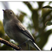 Blue-gray Gnatcatcher