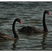 Black Swan
