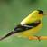 American Goldfinch