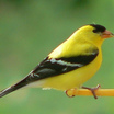 American Goldfinch