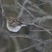 American Tree Sparrow