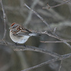 American Tree Sparrow