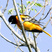 Baltimore Oriole