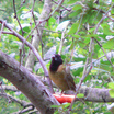 Crimson-collared Grosbeak