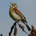 Dickcissel