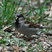 House Sparrow