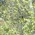 Scott's Oriole
