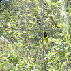 Scott's Oriole