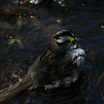 White-throated Sparrow