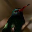 Broad-billed Hummingbird