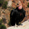California Condor
