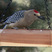 Gila Woodpecker