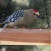 Gila Woodpecker