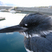 Belted Kingfisher