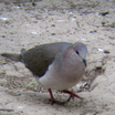 White-tipped Dove