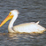 American White Pelican