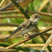 Bank Swallow