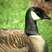 Cackling Goose