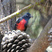 Painted Redstart