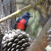 Painted Redstart