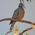 Band-tailed Pigeon