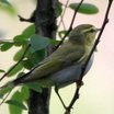 Wood Warbler