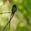 Red-billed Streamertail