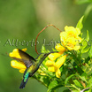 Green-throated Carib