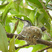 Antillean Mango
