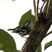 Black-and-white Warbler