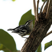 Black-and-white Warbler