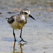 Semipalmated Sandpiper