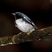 Black-throated Blue Warbler
