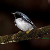 Black-throated Blue Warbler