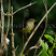 Northern Waterthrush