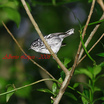 Elfin-woods Warbler