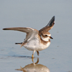 Semipalmated Plover