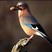 Eurasian Jay