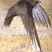 Common Swift